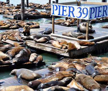 Pier 39