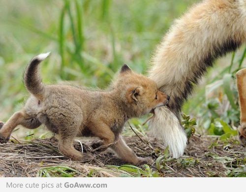 Imagini dragute cu animale