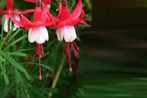 Fuchsia, ingrijire si inmultire