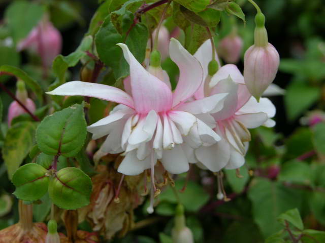 Fuchsia, ingrijire si inmultire