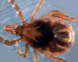 Boala Lyme