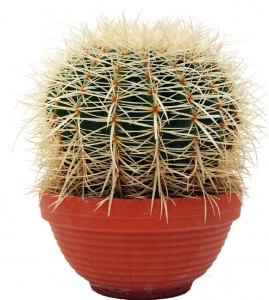 Despre cresterea si ingrijirea cactusilor