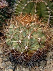 Despre cresterea si ingrijirea cactusilor