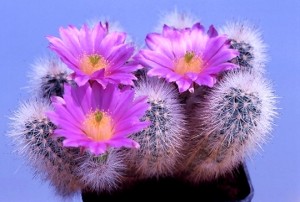 Despre cresterea si ingrijirea cactusilor