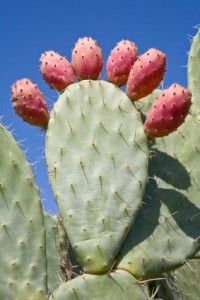 Despre cresterea si ingrijirea cactusilor