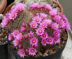 Despre cresterea si ingrijirea cactusilor