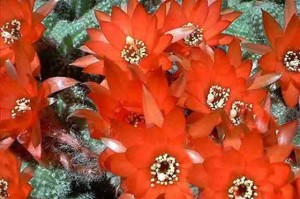 Despre cresterea si ingrijirea cactusilor