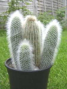 Despre cresterea si ingrijirea cactusilor