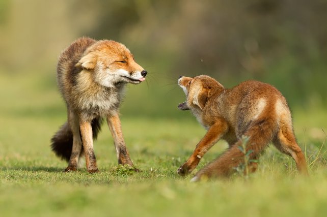 Animalele, mereu surprinzatoare