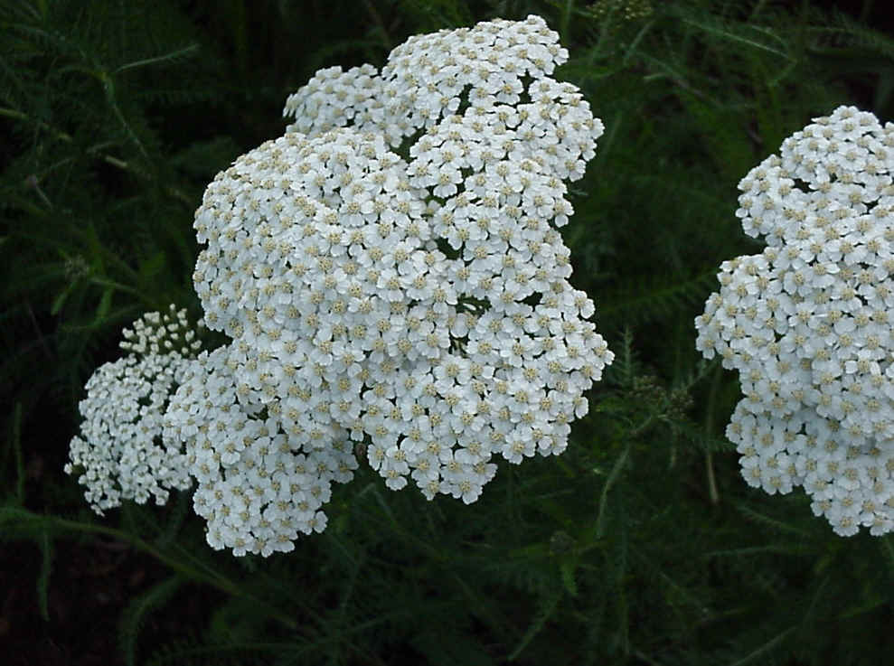 Remedii naturale la indemana!