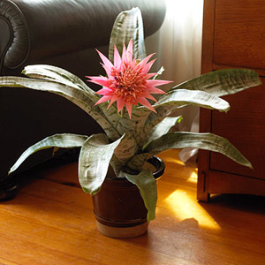 Cele mai frumoase plante de apartament