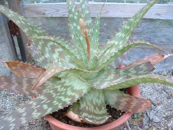 Cum ingrijim Aloe vera