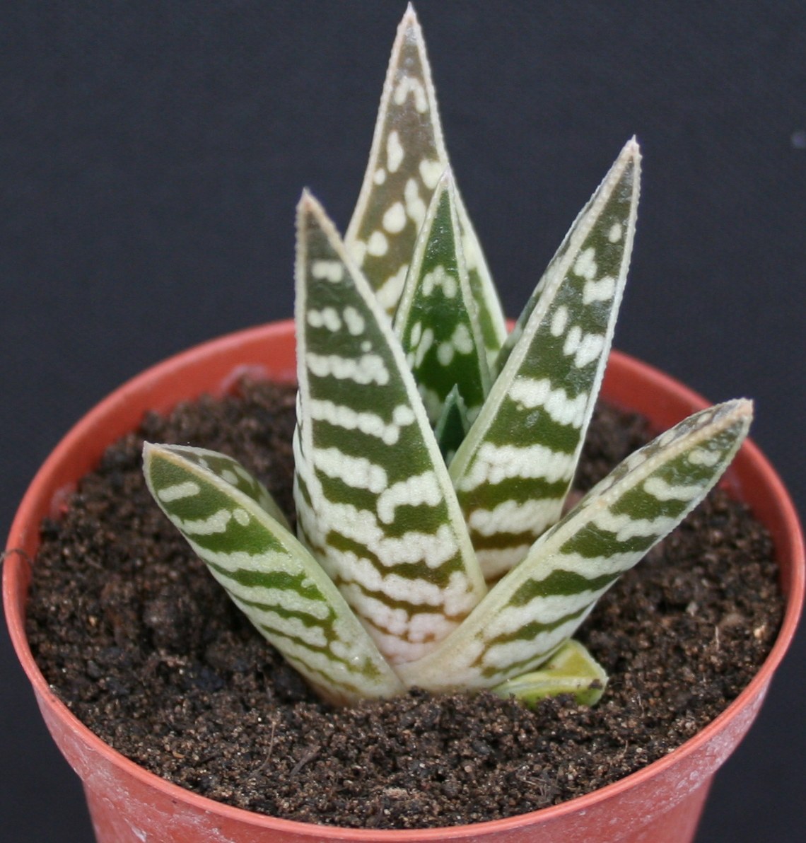 Cum ingrijim Aloe vera