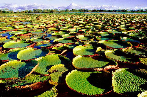 Guyana, paradisul Americii de sud