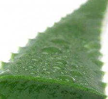 Aloe vera, miracolul din natura