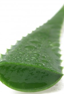 Aloe vera, miracolul din natura