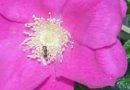 Beneficiile trandafirului rosa mosqueta