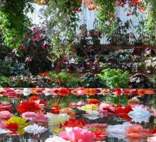 Cele mai frumoase gradini botanice din SUA