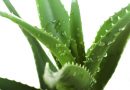 Cum ingrijim Aloe vera