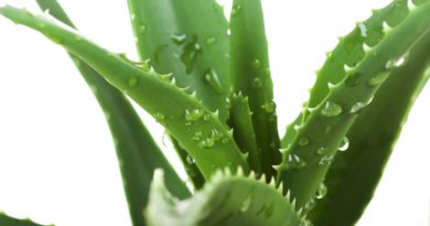 Cum ingrijim Aloe vera