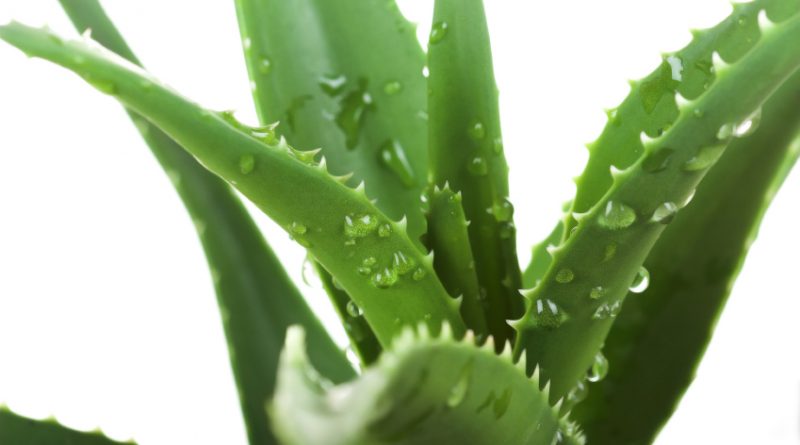 Cum ingrijim Aloe vera