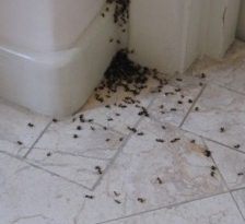 Cum scapam de furnici in mod natural