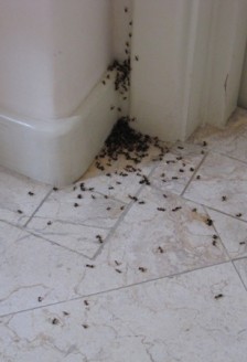 Cum scapam de furnici in mod natural