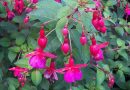 Fuchsia, ingrijire si inmultire