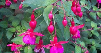 Fuchsia, ingrijire si inmultire