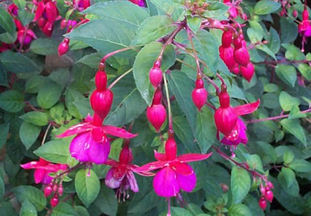 Fuchsia, ingrijire si inmultire