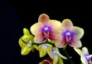 Ingrijirea orhideelor