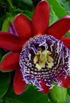 Passiflora sau floarea pasiunii