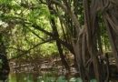 Sejur in jungla braziliana