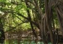 Sejur in jungla braziliana